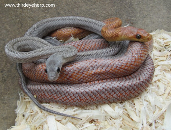 Anery and Hypo Baird's Rat Snakes
